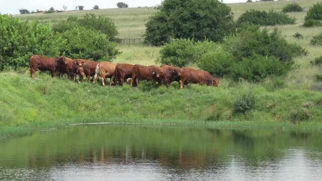 Droughtmaster Cows and Bulls Grazing Calmly in Grassland, Resilient Beef Cattle in Natural Farm Environmen