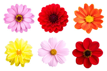 collection of colorful flower isolated on white background.