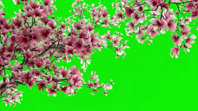 Pink Sakura flowers cherry blossom in full bloom in soft spring light on empty green screen, Sakura blossoming season in Japan, Beautiful nature spring background with a branch of blooming Sakura, chr