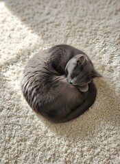 A beautiful British Shorthair cat sleeping peacefully in a tight circle on a soft white carpet with natural sunlight