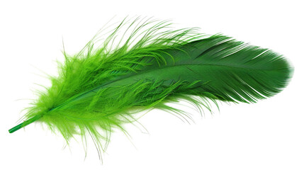 Green feather with soft texture isolated on a white background