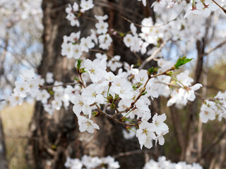 Obraz premium Cherry blossoms in full bloom in spring