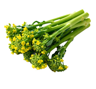 Fresh green broccoli rabe with yellow flowers