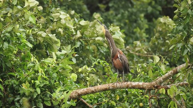 Streifenreiher, Butorides striata
