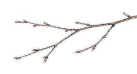 Frosted tree branch with sharp ice crystals against png isolated transparent background black background