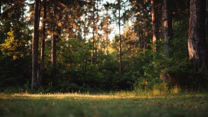 Fototapeta premium Sunlit Forest Glade at Sunset