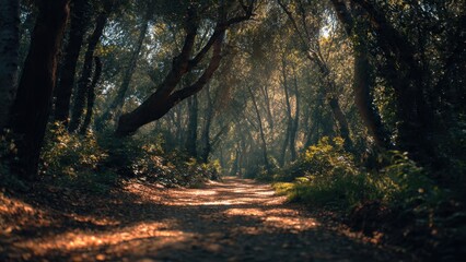 Obraz premium Sunlit Path Through a Forest