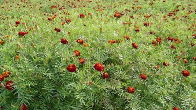Marigold Flower Field in Full Bloom with Vibrant Orange and Red Blossoms
