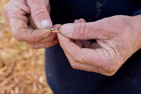hands of a farmer in a canola crop inspecting for frost damage and harvest timing