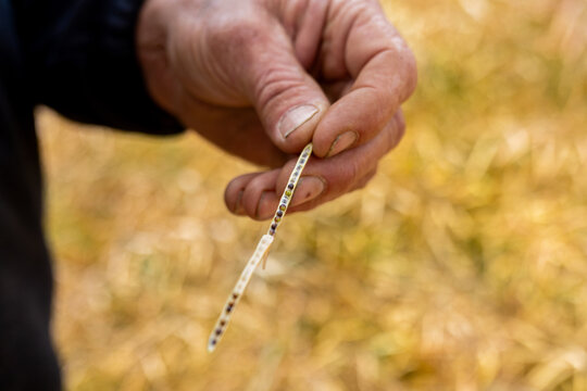 hands of a farmer in a canola crop inspecting for frost damage and harvest timing