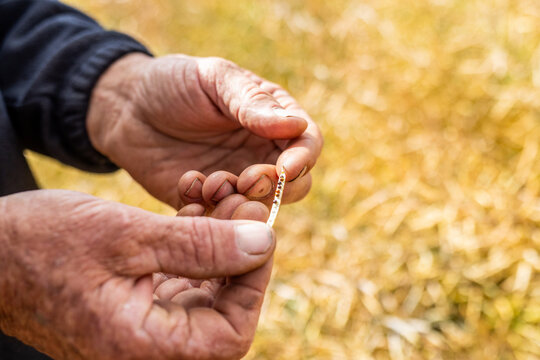 hands of a farmer in a canola crop inspecting for frost damage and harvest timing