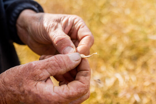 hands of a farmer in a canola crop inspecting for frost damage and harvest timing