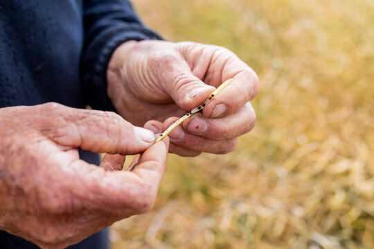 hands of a farmer in a canola crop inspecting for frost damage and harvest timing