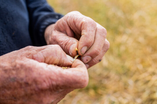 hands of a farmer in a canola crop inspecting for frost damage and harvest timing
