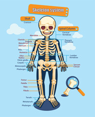 Illustrations of the human skeletal system