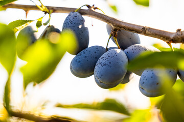 Close up of ripe plums grouped together on the branch