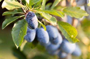 Close up of ripe plums grouped together on the branch