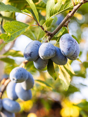 Close up of ripe plums grouped together on the branch