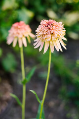 Fototapeta premium Orange Echinacea Marmalade Blossoms