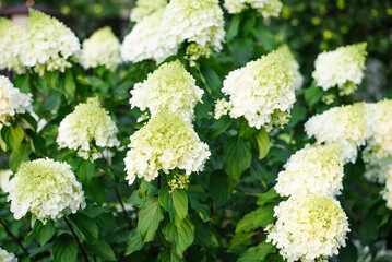 Polar Bear Hydrangea detail shot