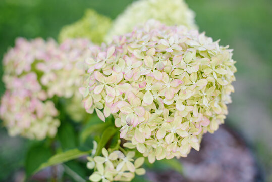 Gentle Shift to Pink on Hydrangea Pixio Flowers