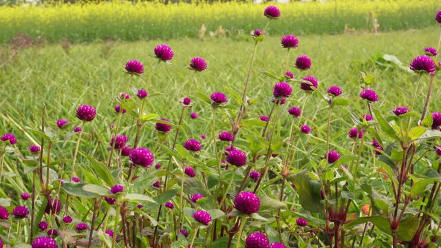 Purple globe amaranth blooming vibrantly in sunny meadow