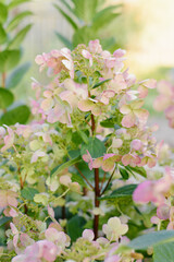 Wims Red Hydrangea Blossoms Blushing Pink In Sunlight