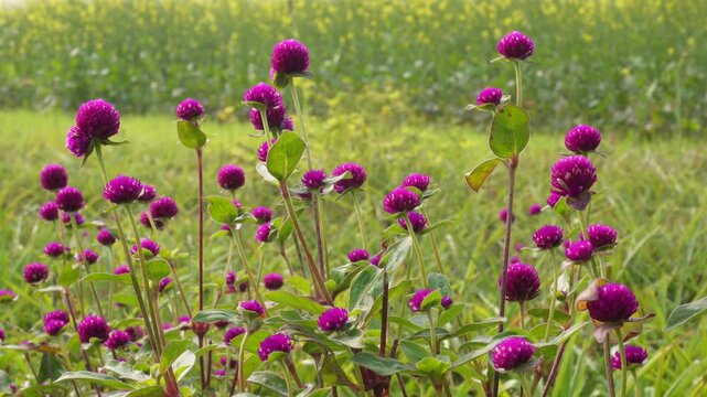 Vibrant Purple Globe Amaranth Blooming in Lush Field