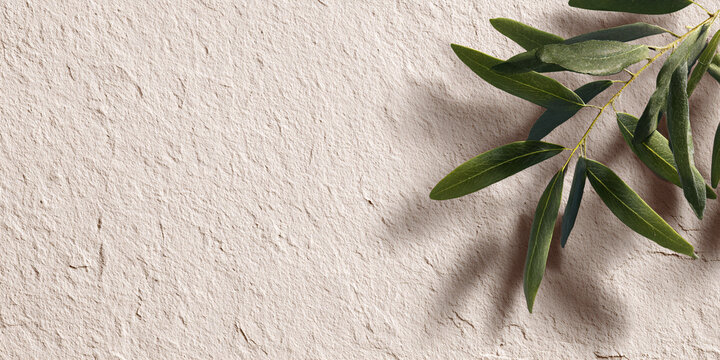 Olive branch with green leaves casting a shadow on a textured light beige background, representing nature and organic concepts