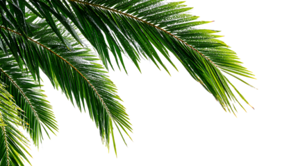 Green palm tree leaves isolated on transparent background natural element