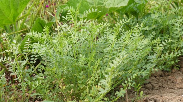 Healthy Chickpea Plant with Pinnate Leaves in Cultivated Soil
