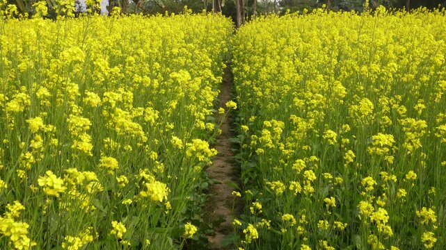Vibrant Mustard Bloom Field with Dirt Path in Rural Landscape