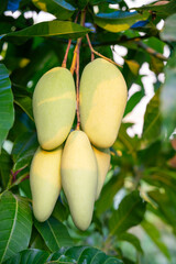 The mangoes are still green on a mango tree in Mango garden background, The mangoes are not ripe yet on the mango tree.