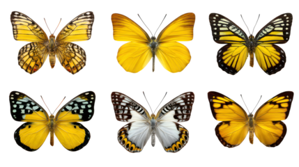 Stunning array of golden butterflies in vibrant detail perfect for nature-themed designs and inspiring summertime projects, isolated on transparent backgrounded
