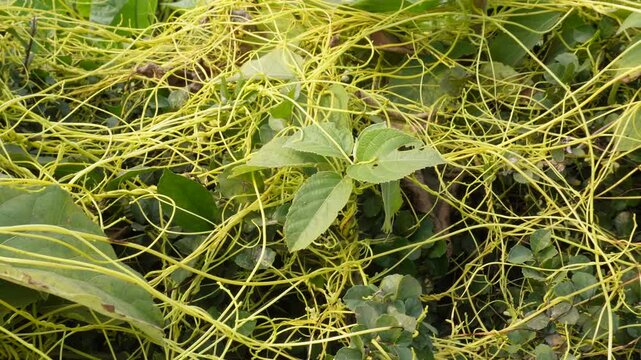 Golden dodder vines entwining and parasitizing healthy green host plants