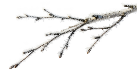 Frosted tree branch with sharp ice crystals against a png isolated transparent background black background