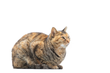 座って前を見るネコ