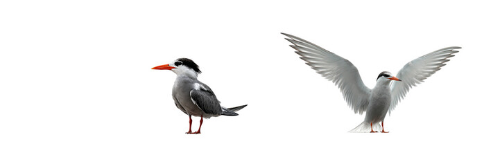 Obraz premium Two caspian terns standing and flying isolated on transparent background