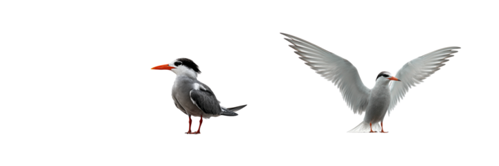 Two caspian terns standing and flying isolated on transparent background