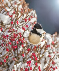 Winter scenery with coal tit bird sitting on the snowy branch with red berries