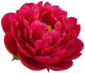 Red Peony png Crimson Flower cutout Pink Blossom png Fuchsia Petals cutout Rose Bud png Coral Bloom cutout Floral Design png Garden Flower cutout