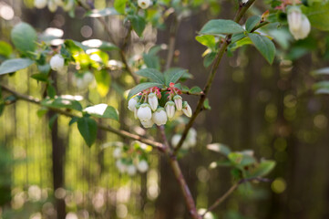 Close-up of blueberry bush with white blossoms in sunlit garden