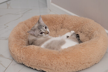 Content siamese cat in cozy round furry bed on tiled floor