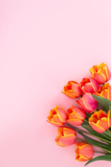Vibrant orange tulips on soft pink background