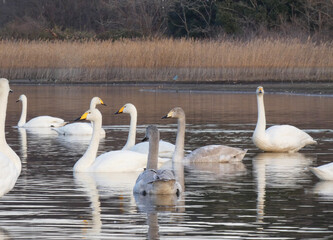 冬の多々良沼のオオハクチョウの親子
