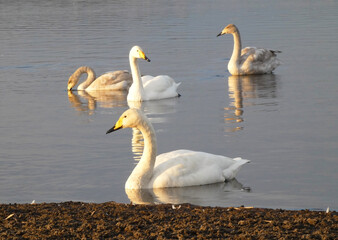 冬の多々良沼のオオハクチョウの親子2
