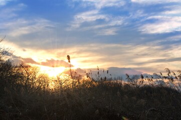 冬の多々良沼の岸辺に沈む夕日