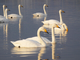 冬の多々良沼の白鳥と夕景