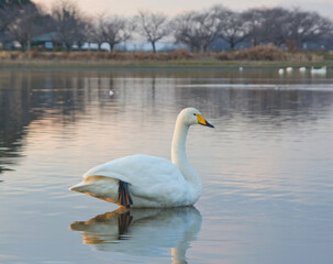 冬の多々良沼の白鳥と夕景2