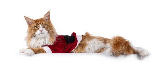 Handsome red cat wearing red velvet santa jacket. Laying down side ways on edge. Looking towards...